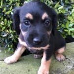 Adoptable (Official) Georgia Dogs for April 26, 2018