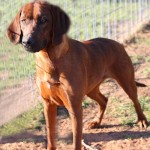 Adoptable (Official) Georgia Dogs for April 30, 2018