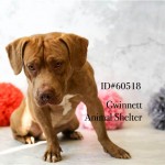 Adoptable (Official) Georgia Dogs for April 2, 2018