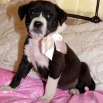 Adoptable (Official) Georgia Dogs for April 11, 2018