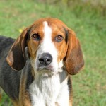 Adoptable (Official) Georgia Dogs for April 10, 2018