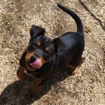 Adoptable (Official) Georgia Dogs for April 12, 2018