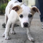 Adoptable (Official) Georgia Dogs for May 24, 2018