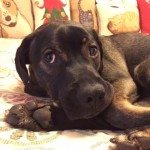 Adoptable (Official) Georgia Dogs for May 21, 2018