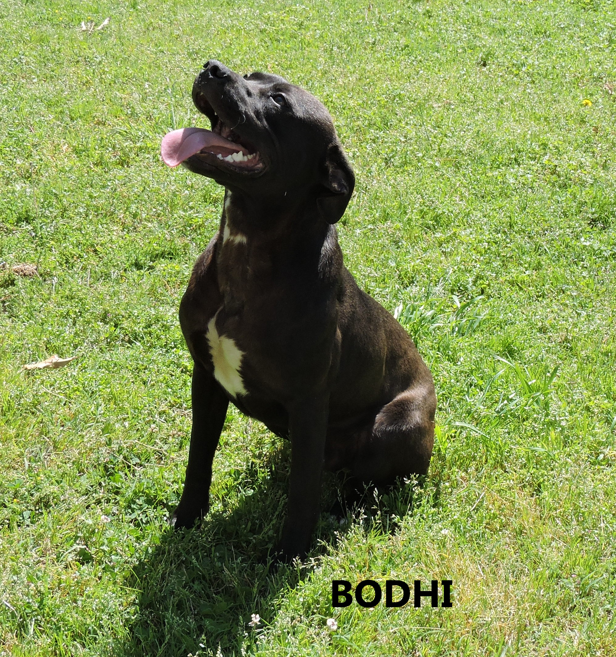 Bodhi Washington