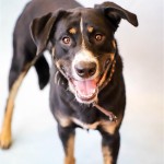 Adoptable (Official) Georgia Dogs for May 14, 2018