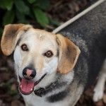 Adoptable (Official) Georgia Dogs for May 31, 2018