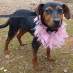 Adoptable (Official) Georgia Dogs for May 18, 2018