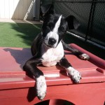 Adoptable (Official) Georgia Dogs for May 8, 2018