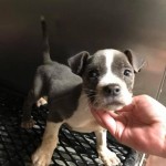 Adoptable (Official) Georgia Dogs for May 25, 2018