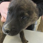 Adoptable (Official) Georgia Dogs for May 3, 2018