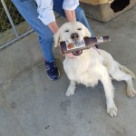 Adoptable (Official) Georgia Dogs for May 29, 2018
