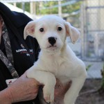 Adoptable (Official) Georgia Dogs for May 9, 2018