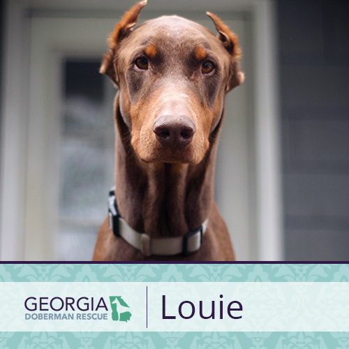 Louie Doberman
