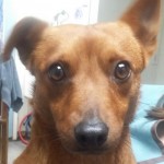 Adoptable (Official) Georgia Dogs for May 2, 2018