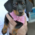 Adoptable (Official) Georgia Dogs for May 16, 2018
