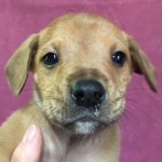 Adoptable (Official) Georgia Dogs for May 7, 2018
