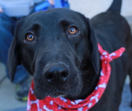 Roxie Atlanta Lab