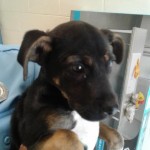 Adoptable (Official) Georgia Dogs for May 17, 2018