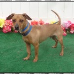 Adoptable (Official) Georgia Dogs for May 1, 2018