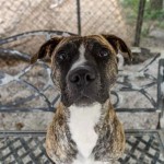 Adoptable (Official) Georgia Dogs for May 23, 2018