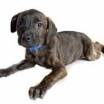 Adoptable (Official) Georgia Dogs for May 30, 2018