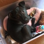 Adoptable (Official) Georgia Dogs for May 22, 2018