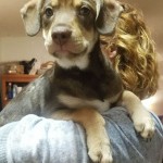 Adoptable (Official) Georgia Dogs for May 10, 2018
