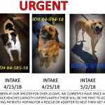 Adoptable (Official) Georgia Dogs for May 15, 2018