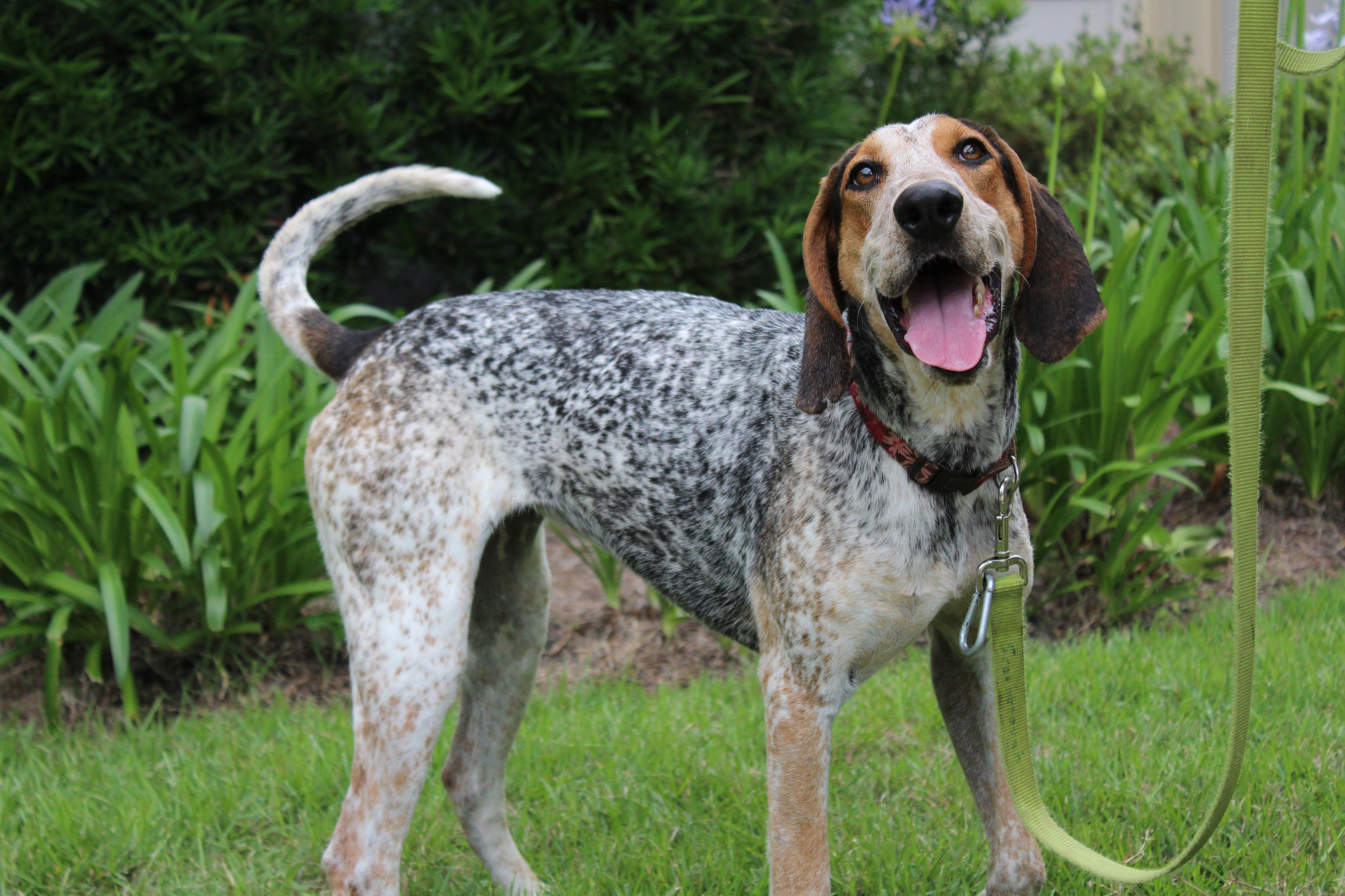 Abby Hound