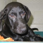 Adoptable (Official) Dogs for June 6, 2018
