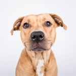 Adoptable (Official) Georgia Dogs for June 20, 2018