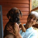 Adoptable (Official) Georgia Dogs for June 18, 2018