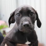 Adoptable (Official) Georgia Dogs for June 4, 2018