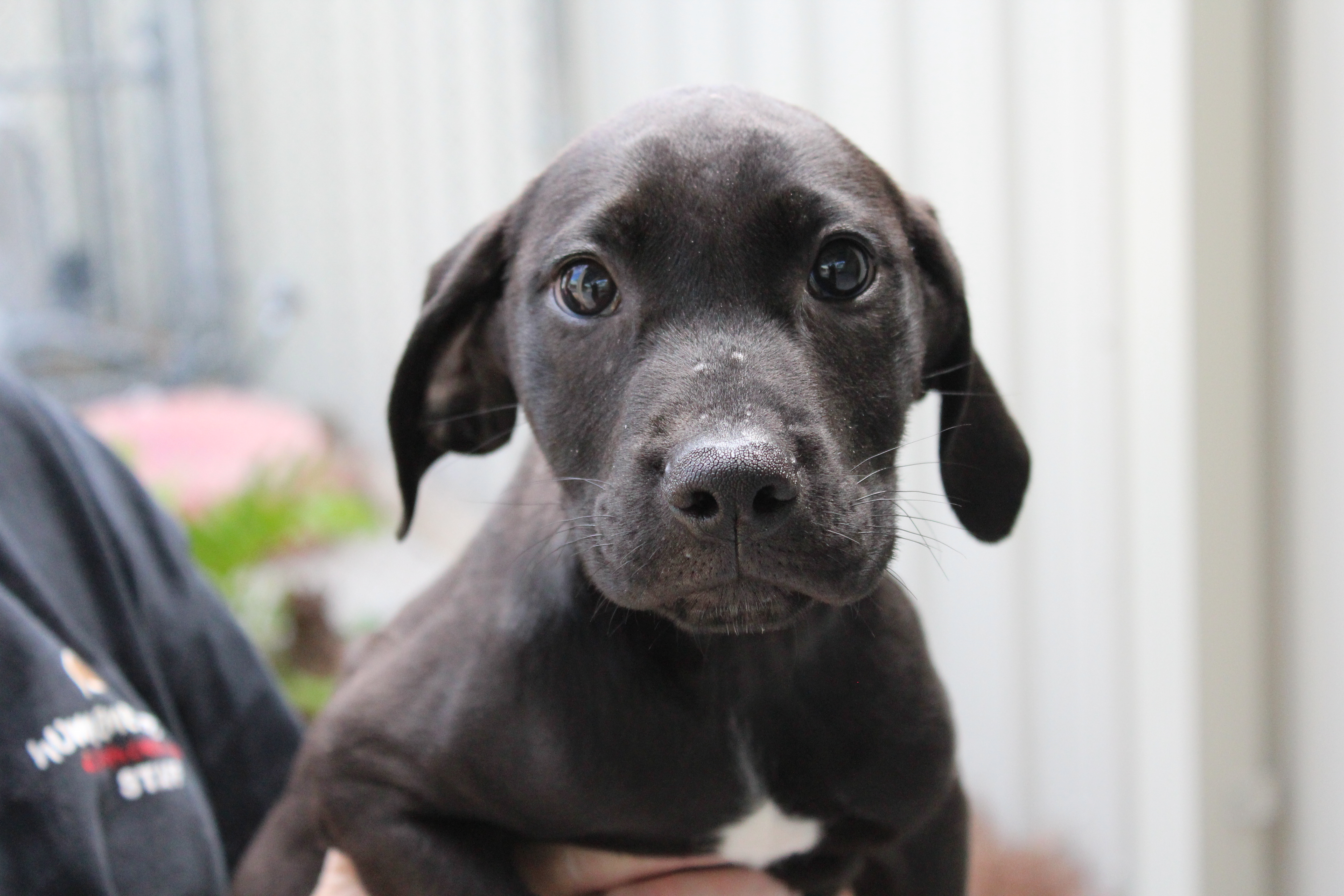 Edward Labrador