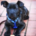 Adoptable (Official) Georgia Dogs for June 12, 2018