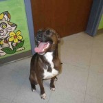 Adoptable (Official) Georgia Dogs for June 5, 2018