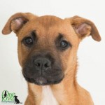Adoptable (Official) Georgia Dogs for June 7, 2018