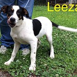 Adoptable (Official) Georgia Dogs for June 29, 2018
