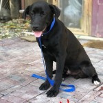 Adoptable (Official) Georgia Dogs for June 26, 2018