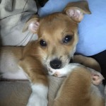 Adoptable (Official) Georgia Dogs for June 13, 2018