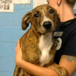 Adoptable (Official) Georgia Dogs for June 21, 2018