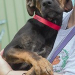 Adoptable (Official) Georgia Dogs for June 22, 2018