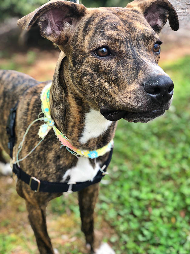 Roxy Gwinnett Humane628