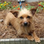 Adoptable (Official) Georgia Dogs for June 11, 2018