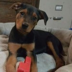 Adoptable (Official) Georgia Dogs for June 15, 2016