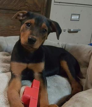 Shirley Pup