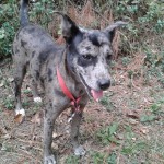 Adoptable (Official) Georgia Dogs for June 1, 2018