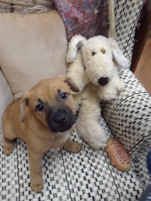 Tricksy Pup