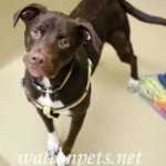 Adoptable (Official) Georgia Dogs for June 19, 2018